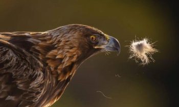 Golden eagle is a strictly protected species under the Bern Convention. Photo: Tine Marie Hagelin.