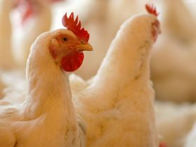 Norway Joins EU Research on Chicken Mites