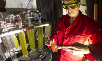 Trondheim 015.04.2016 : SINTEF forsker på hvilke lys alger foretrekker. Mikroalgene utsettes for forskjellige typer LED-lys og for å finne ut hva som gir den beste veksten. Foto: Thor Nielsen