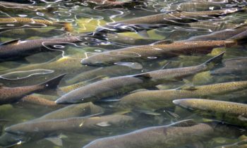 Biologist astonished DFO admits to finding fish disease in farmed salmon