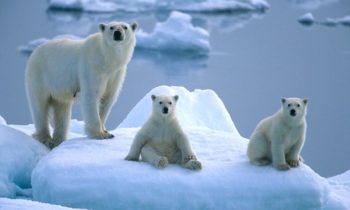 White paper on the future of Svalbard