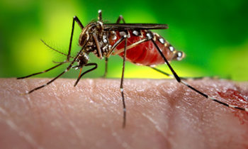 2 Pregnant Women in Norway Test Positive for Zika Virus