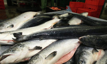 Russia could limit import of salmon genetic material from Norway