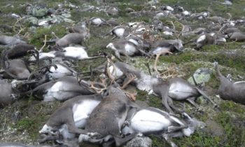 Lightning kills more than 300 reindeer in southern Norway