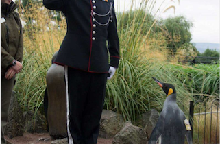 Penguin promoted to brigadier in Norwegian Army