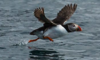 Arctic Norway: An improbability of puffins