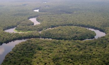 Congo forest: Norwegian government concern about new logging concessions