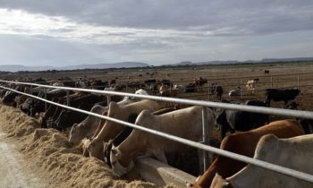 Beef exporter receives $7 million boost from Norfund