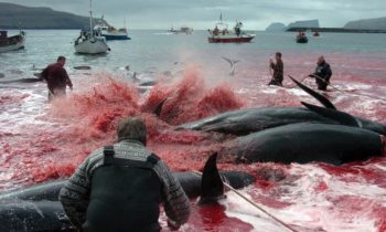 Whale Protection Advocates Condemn Start of Norwegian Whale Hunt