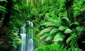 Religious, indigenous leaders demand rainforests be saved