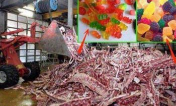 Hindus urge Norway Govt. to mandate listing of gelatin source on food, which many times is beef