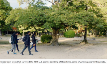 Norwegian princess to plant seeds from Hiroshima trees in Oslo ahead of Nobel ceremony