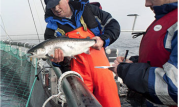 Norway Royal Salmon and Aker’s proposal to grow more salmon in the Arctic receives green light