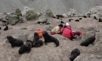 Seals are new allies in climate change monitoring