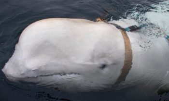 Russian Spy Whale Still Hanging Around Norway