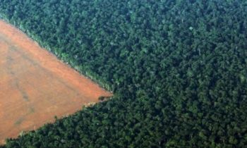 Germany, Norway and the United Kingdom call for more ambition on global forest protection