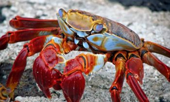 ‘Crab war’ between Norway & EU in the Arctic