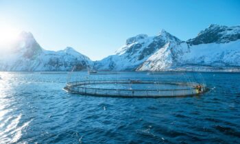 Imports of Norwegian seafood remain robust