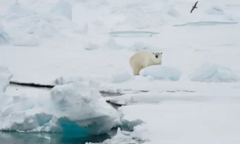 Polar bear killed after injuring tourist on Norway’s Svalbard Islands