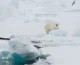 Polar bear killed after injuring tourist on Norway’s Svalbard Islands