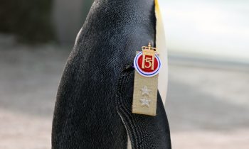 Norwegian military promotes penguin to rank of Major General