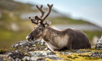 Russian Seeks $4.6 Mln from Norway Over Reindeer Damages