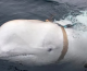 ’spy’ whale found dead in Norway